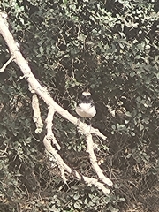 Oenanthe lugubris schalowi