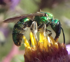 Augochlora pura