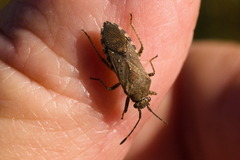 Catorhintha selector