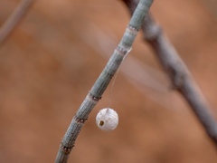 Tamopsis