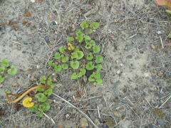 Calystegia soldanella