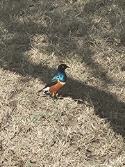 Lamprotornis superbus