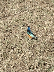 Lamprotornis superbus