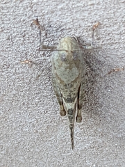 Trimerotropis pallidipennis