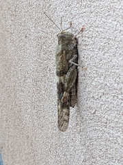 Trimerotropis pallidipennis