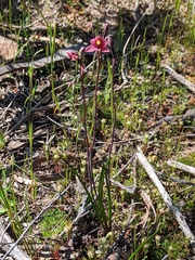 Thelymitra luteocilium