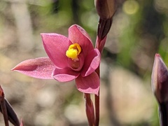 Thelymitra luteocilium