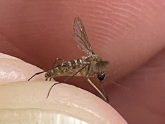 Culex quinquefasciatus