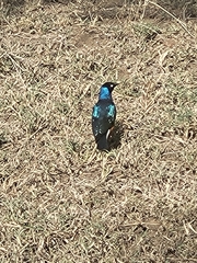 Lamprotornis superbus