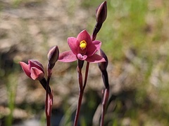 Thelymitra luteocilium