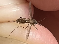 Culex quinquefasciatus