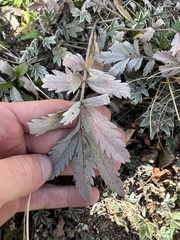 Potentilla hippiana