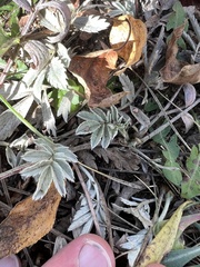 Potentilla hippiana