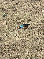 Lamprotornis superbus