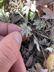 Potentilla hippiana