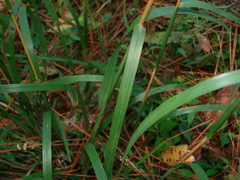 Schizachyrium stoloniferum