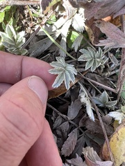 Potentilla hippiana