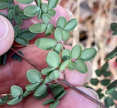 Pellaea andromedifolia