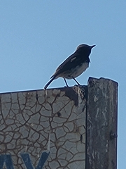 Oenanthe lugubris schalowi
