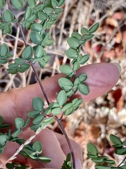 Pellaea andromedifolia