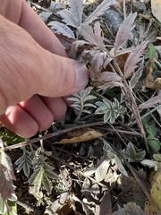 Potentilla hippiana