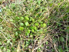 Convolvulus waitaha