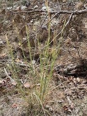 Andropogon virginicus