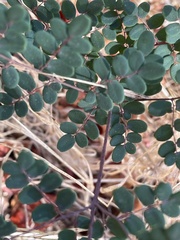 Pellaea andromedifolia