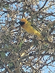 Ploceus