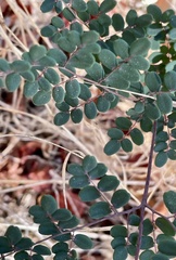 Pellaea andromedifolia