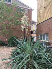 Yucca filamentosa