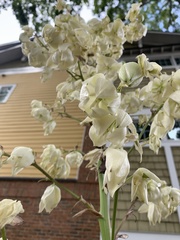 Yucca filamentosa