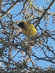 Ploceus
