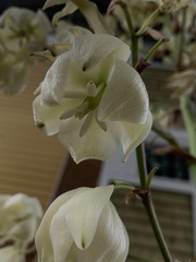 Yucca filamentosa