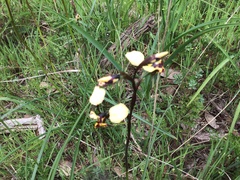 Diuris pardina