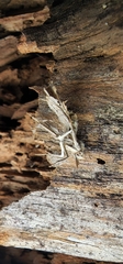 Akanthomyces tuberculatus