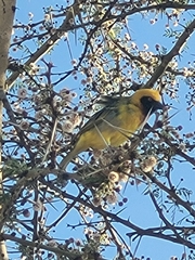 Ploceus