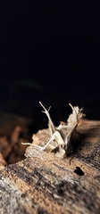 Akanthomyces tuberculatus