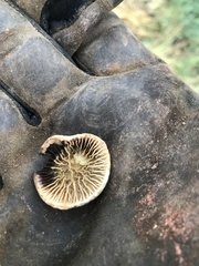 Pseudomerulius