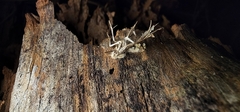 Akanthomyces tuberculatus