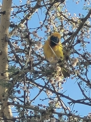 Ploceus