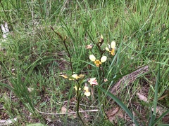 Diuris pardina