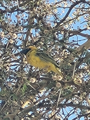 Ploceus