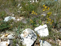 Bupleurum multinerve