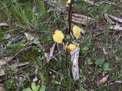 Diuris pardina