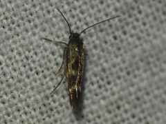 Scythris trivinctella