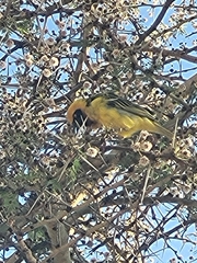 Ploceus