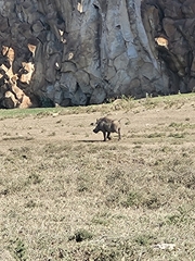 Phacochoerus africanus massaicus