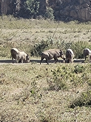 Phacochoerus africanus massaicus