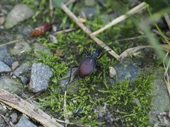 Scaphinotus angusticollis